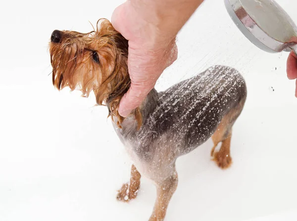 Portrait de chien humide Yorkshire Terrier dans la salle de bain dans le bea — Photo