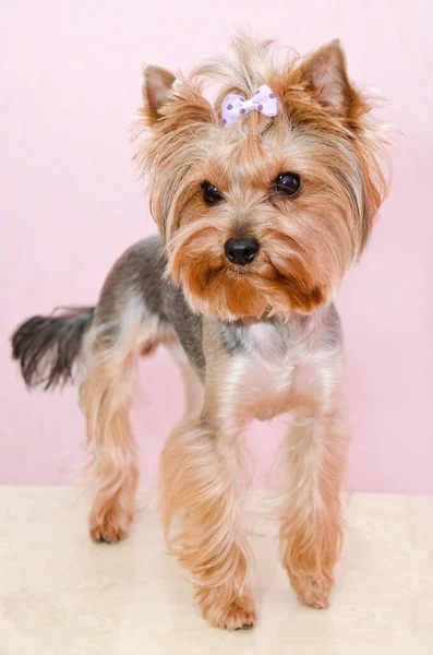 Hermoso Yorkshire Terrier Con Arco Primer Plano — Foto de Stock