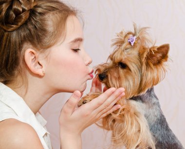 Sevimli, gülümseyen küçük kız liseli kız köpek Yorkshire Teriyeri 'ni tutuyor ve onunla oynuyor. 