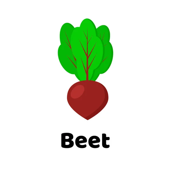 Vector illustration. Vegetable. Beet — Stock Vector