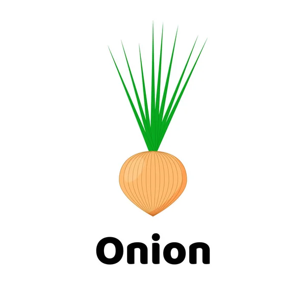 Vector illustration. Vegetable. Onion — Stock Vector
