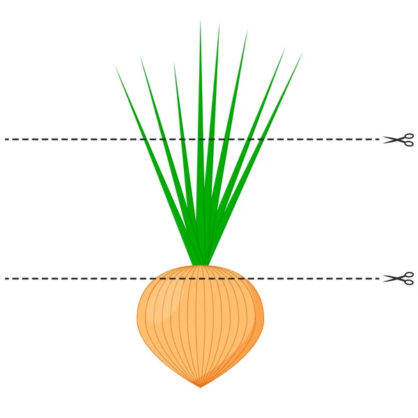 Ein Spiel für Kinder im Vorschulalter. Schneiden Sie das Bild in Stücke. Falten Sie in der richtigen Reihenfolge. Mosaik. Gemüse. Zwiebeln — Stockvektor