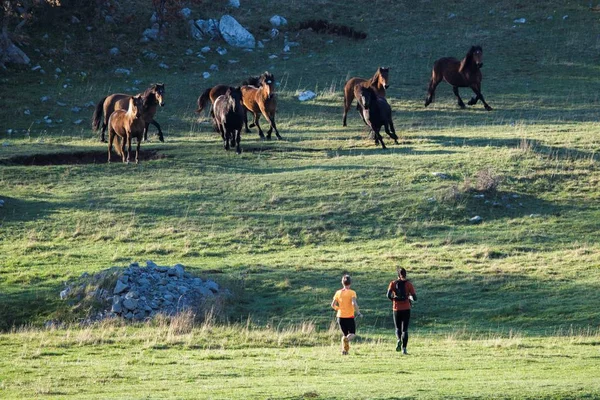 Uma manada assustada de cavalos no gramado; na manhã de verão. Duas mulheres correndo e atravessando o gramado . — Fotografia de Stock