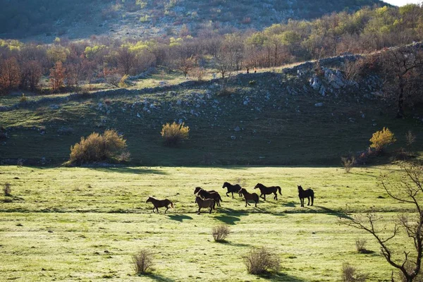 Uma manada de cavalos no gramado; na manhã de verão . — Fotografia de Stock