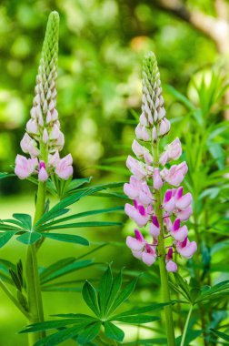 Pembe çiçek açması lupines