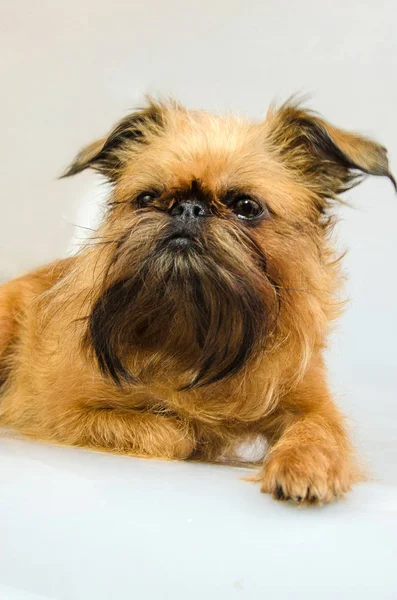 Little red dog - a Brussels Griffon — Stock Photo, Image