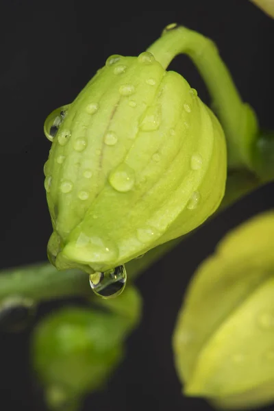 Unopened bud of orchid with water drops — Stock Photo, Image