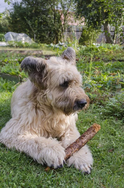 French Shepherd - Fawn Briard gnaws his stick — Stock Photo, Image