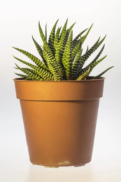 Pequeño cactus en una maceta — Foto de Stock