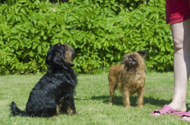 Belçika ve Brüksel Griffin'ler ev sahibesi yanında yeşil çim üzerinde