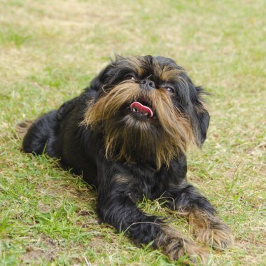 Köpek Belçikalı griffon, dilini dışarı asılı ile çim üzerinde yalan