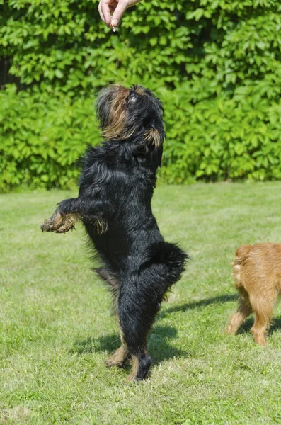 Pies Gryfonik Belgijski Leżącego Trawnik Tylnych Nogach Rozciąga Się Leczeniu — Zdjęcie stockowe