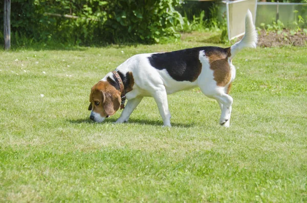 英语比格犬 外部的一条狗猎犬打猎 — 图库照片