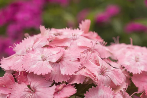 Blommor Rosa Nejlikor Turkiska Sommarträdgården Blomsterrabatt — Stockfoto