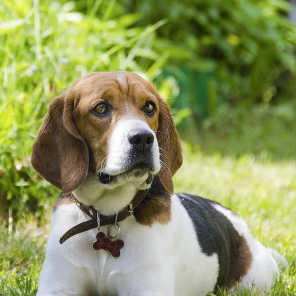 Engelse Beagle Een Portret Van Leerling Een Vierkant — Stockfoto
