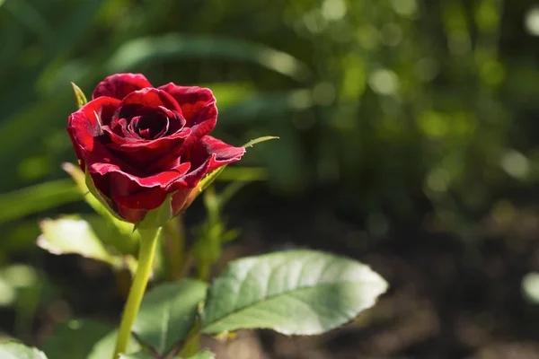 Una Piccola Rosa Rossa Letto Giardino Giardino Estivo — Foto Stock