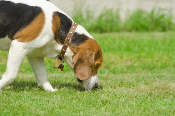 英语比格犬-狩猎血腥狗走在路上 — 图库照片