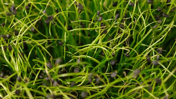 Ensalada microverde con brotes verdes frescos. Comida vegetariana saludable. Cebollino . — Vídeos de Stock