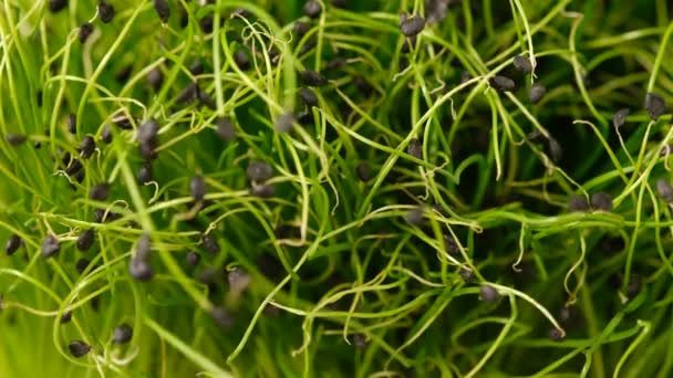 新鮮な緑の芽を持つマイクログリーンサラダ。健康的なビーガンランチ皿.チャイブ. — ストック動画