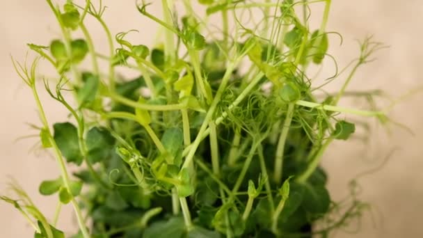 Sparare germogli di piselli di piante verdi che crescono lentamente viticci. Piselli microverdi. 4K. Rallentatore . — Video Stock