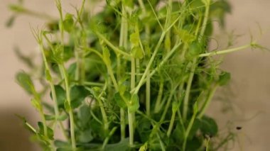 Yeşil bitkilerden oluşan bezelye filizleri yavaşça büyüyen filizler. Bezelye. 4 bin. Yavaş çekim.