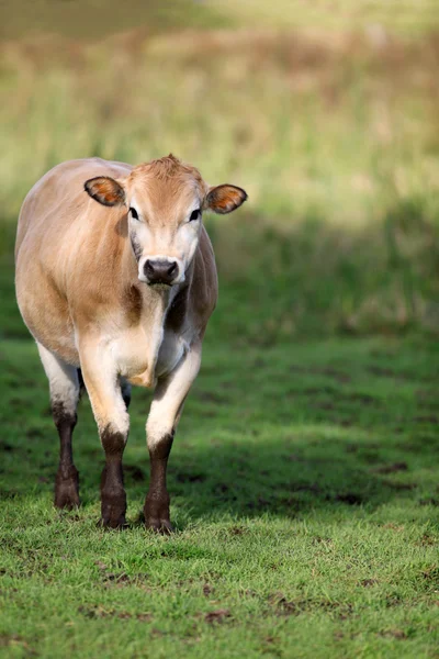 Kuh aus braunem Jersey auf einer Wiese — Stockfoto