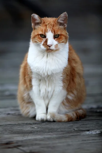 Gato laranja sentado na madeira velha — Fotografia de Stock