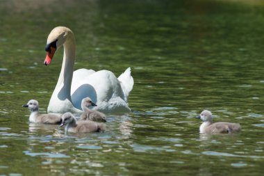 Konstanz Gölü Swan aile