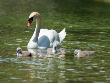 Swan Family at Lake Constance clipart
