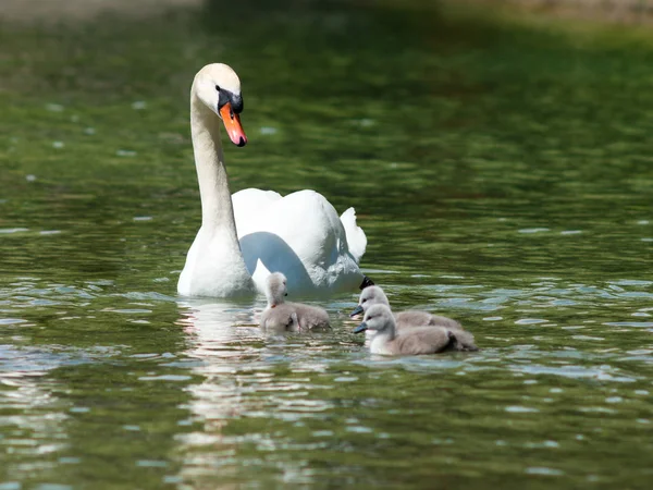 Svanfamilj vid Bodensjön — Stockfoto