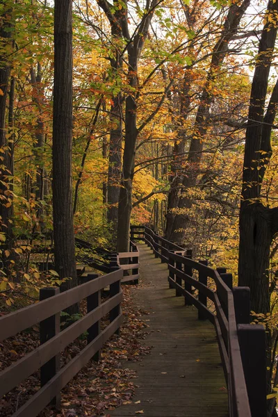 バーチ フィールドの木 々の間を抜けて曲がりくねった遊歩道秋の色 — ストック写真