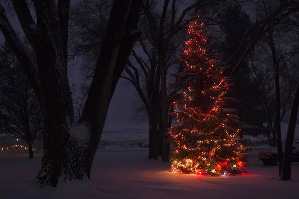 Árvore Natal Árvore Coberta Luz Após Neve Fresca Imagens Royalty-Free