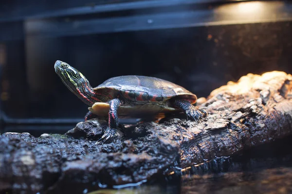 Χειροποίητη Χελώνα Turtle Ακουμπά Αρχείο Καταγραφής Εικόνα Αρχείου