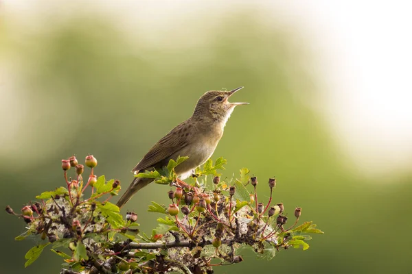 Śpiew ptaków w wyszukiwanie partnera w sezonie wiosna — Zdjęcie stockowe