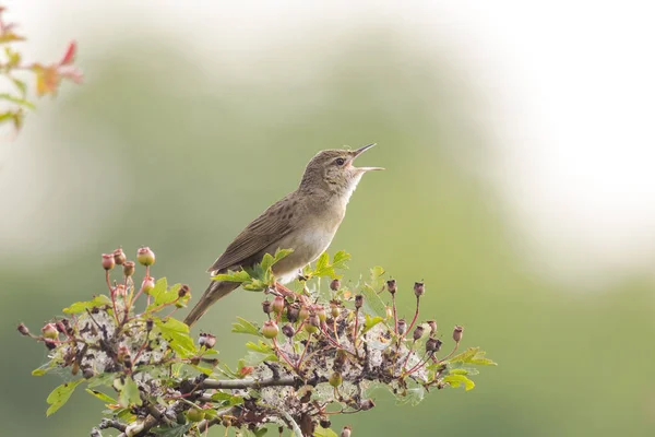 Sjungande fågel i sökandet efter en kompis under vårsäsongen — Stockfoto