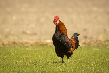 Horoz uyanma çağrısına