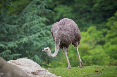 Devekuşu closeup yürüyüş