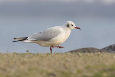 Siyah başlı martı Chroicocephalus ridibundus keşfetmek dünya