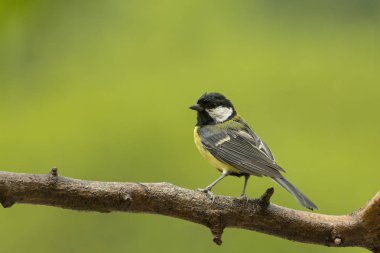 Büyük baştankara (Parus major) yağmur altında.