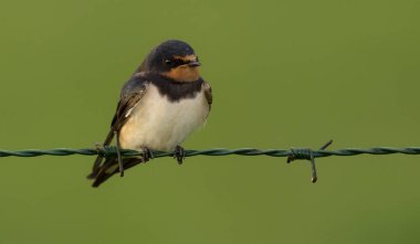 Ahır kırlangıcı (Hirundo rustica)