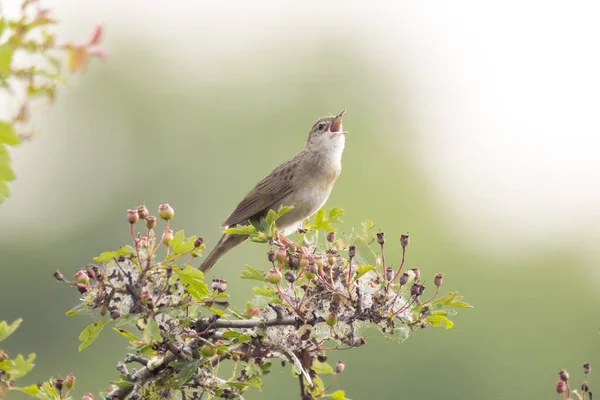 Zpěv ptáků v hledání partnera během jarní sezóny — Stock fotografie