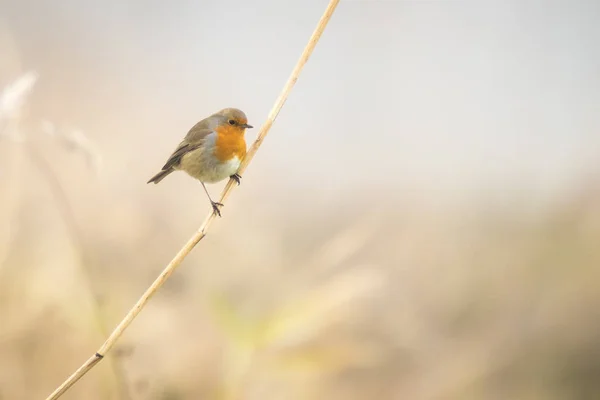 Robin sjunger i vinter — Stockfoto