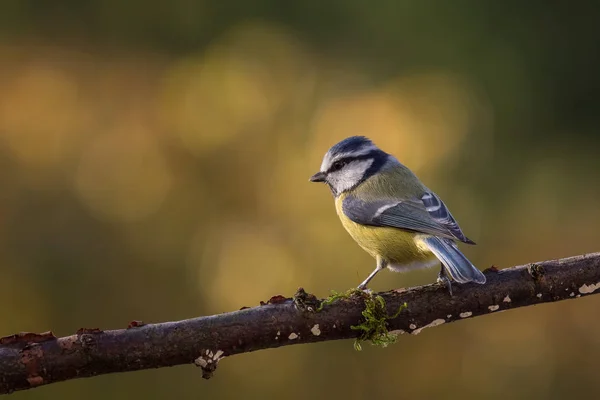 Kék cinege Parus caeruleus ősz — Stock Fotó