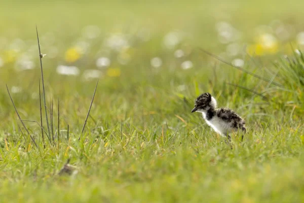 Northern lapwing (Vanellus vanellus) juvenile — Stock Photo, Image