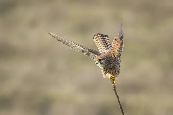 Frequentes Kestrel (falco tinnunculus) decolagem — Fotografia de Stock