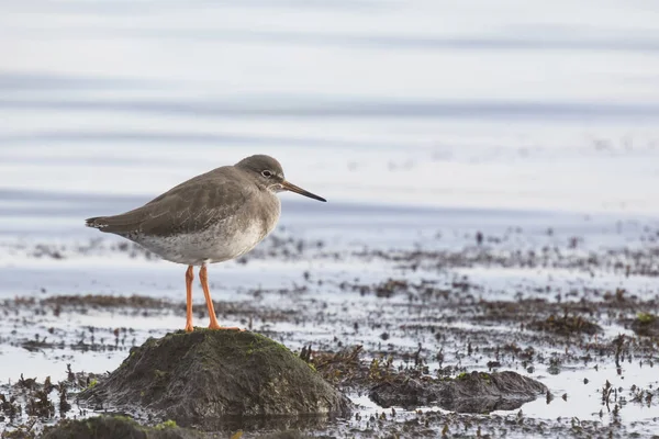 Común Redshank tringa totanus Descanso en la orilla — Foto de Stock