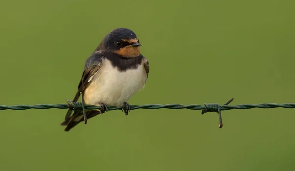 Schleierschwalbe (hirundo rustica)) — Stockfoto