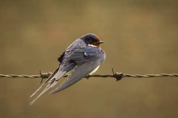 Schleierschwalbe (hirundo rustica)) — Stockfoto