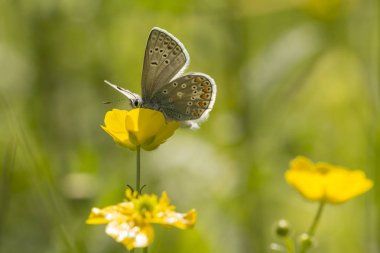 Bir düğün çiçeği üzerinde ortak mavi kelebek
