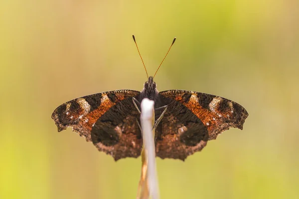 Paon papillon au repos — Photo